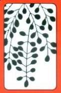 Wisteria (Black Beans)