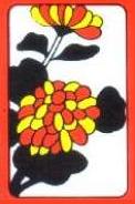 Chrysanthemum